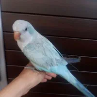 راهب بلواسکای نر سخنگو فوق رام|پرنده|اردبیل, |دیوار