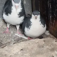 ساده سیاه جفتگاه