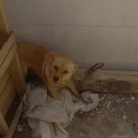 سگ نژاد دار
