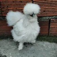 فروش مرغ و خروس ابریشمی|حیوانات مزرعه|آمل, |دیوار