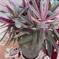 گل طبیعی زیبا همراه با گلدان سرامیکی درجه ۱