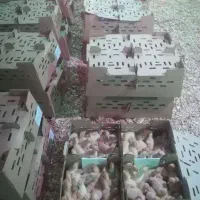 جوجه یک روزه بوقلمون بیوتی 6