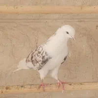 کبوتر بلند پرواز