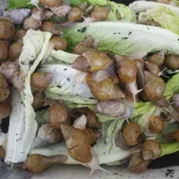حلزون البینو