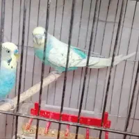 یک جفت مرغ عشق