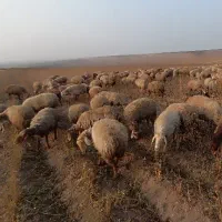 گوسفند دامازدیخ