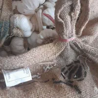 سیر بذری