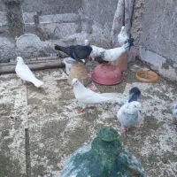 ۱۰عدد کبوتر بدرد بخور دانه ۱۲۰همه باهم