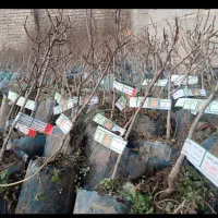 پسته گردو از سال دوم کاشت باردهی کاملا تضمینی