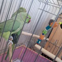 طوطی ملنگو  جفت مولد