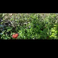 زمین باغی روستا لیوان