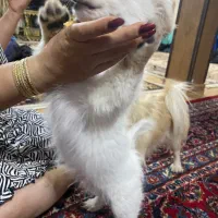 واگذاری سگ|سگ|آبیک, |دیوار