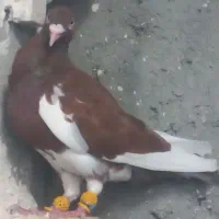 کبوترده عدد زدخوردی|پرنده|شیراز, کیان آباد|دیوار