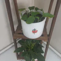 چهارعددگل وگلدون طبیعی بااستند|گل و گیاه طبیعی|تهران, خلیج فارس|دیوار