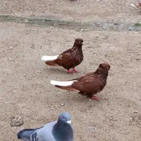 جفت سرخ دم سفید
