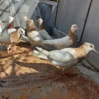 کفتر،طوقی|پرنده|دهدشت, |دیوار