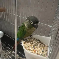 پرنده گرین چیک|پرنده|تهران, جوانمردان (اندیشه)|دیوار