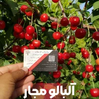 نهال صنوبر گیلاس البالو