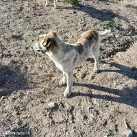کوچک 3ماه