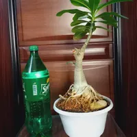 یه عالمه‌گل بنسای آدنیوم و زاموفیلیا وپتوس|گل و گیاه طبیعی|شاهین‌شهر, مخابرات (شهید بهشتی)|دیوار