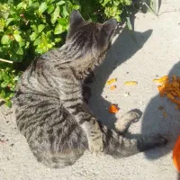 سلام یه گربه نر ۶‌ماهه پاش شکسته و الان عمل شده|گربه|اندیشه, اندیشه فاز ۲|دیوار