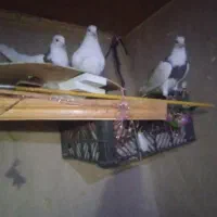 کبوتر|پرنده|کرمانشاه, |دیوار