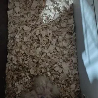 فروش عروس هلندی جفت مولد و جوجه سرلاکی|پرنده|اشنویه, |دیوار