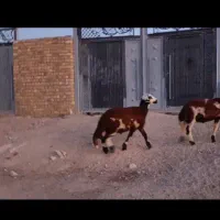 بره قوچ پلنگی چهار ماهه