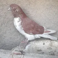 یه جفت کفتر عطیقه