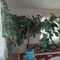 گل طبیعی