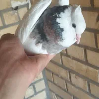 یک جفت طوقی درجه یک