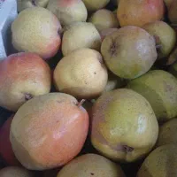 گلابی درگزی