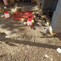 فروش جوجه اردک خارجی و جوجه مرغ محلی