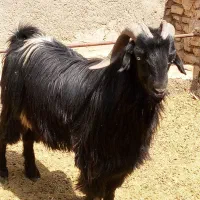 چپش ترکی