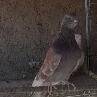 کبوتر نوک جمع و جوجه|پرنده|ابهر, |دیوار