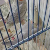 عروس هلندی خوشگل|پرنده|چنگ الماسی, |دیوار