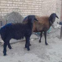 میش بره دار.گوسفند زاییده. بره قره قزل