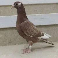 جوجه میولمنز کاکولی|پرنده|یزد, |دیوار