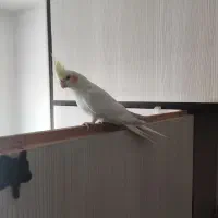 عروس هلندی لوتینو