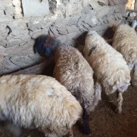 میش ترکی|حیوانات مزرعه|چنارود, |دیوار