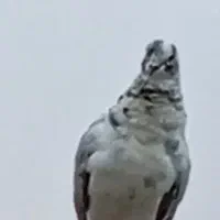 کفتر نر سالم|پرنده|قم, نیروگاه|دیوار