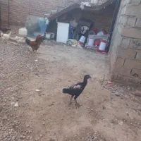 مرغ و خروس لاری
