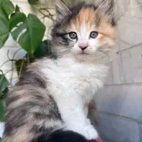گربه|گربه|گرگان, |دیوار