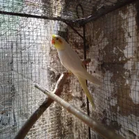 جوجه عروس هلندی