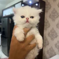 اسکاتیش پرشین