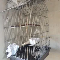 قفس عروس هلندی