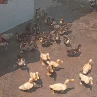 بچه اوردک اسرائیلی ۱۵عدونه ۳۸۰محلی ۱۰عدونه ۳۰۰