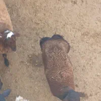 برده‌ماده‌آبستن|حیوانات مزرعه|بجنورد, |دیوار