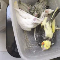 جوجه عروس هلندی آلبینو و طاووسی