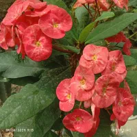 فیکوس ابلغ،هویا،انواع افوربیا،مرجان گل درشت